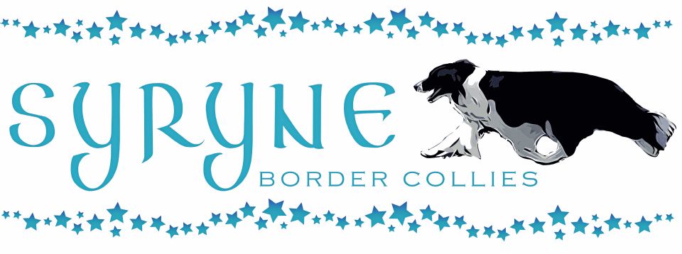 Syryne Border Collies